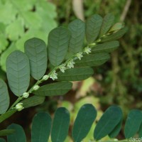 Phyllanthus debilis J.G.Klein ex Willd.